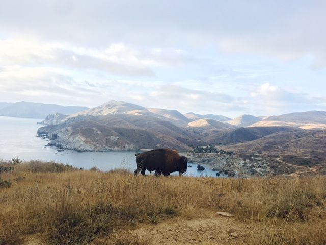 Bison on Catalina Island