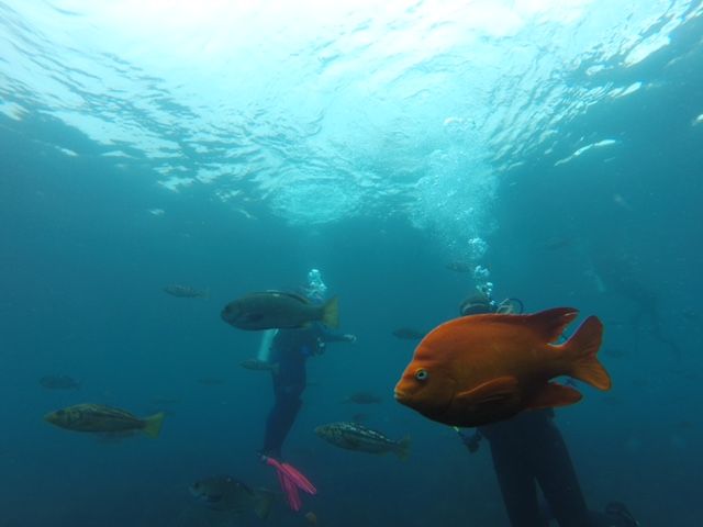 fish surrounding divers
