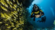 scuba diving in catalina island