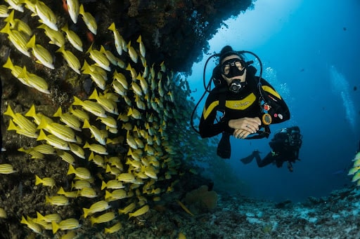 scuba diving in catalina island